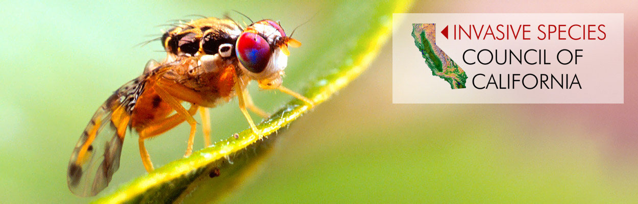 Mediterranean Fruit Fly