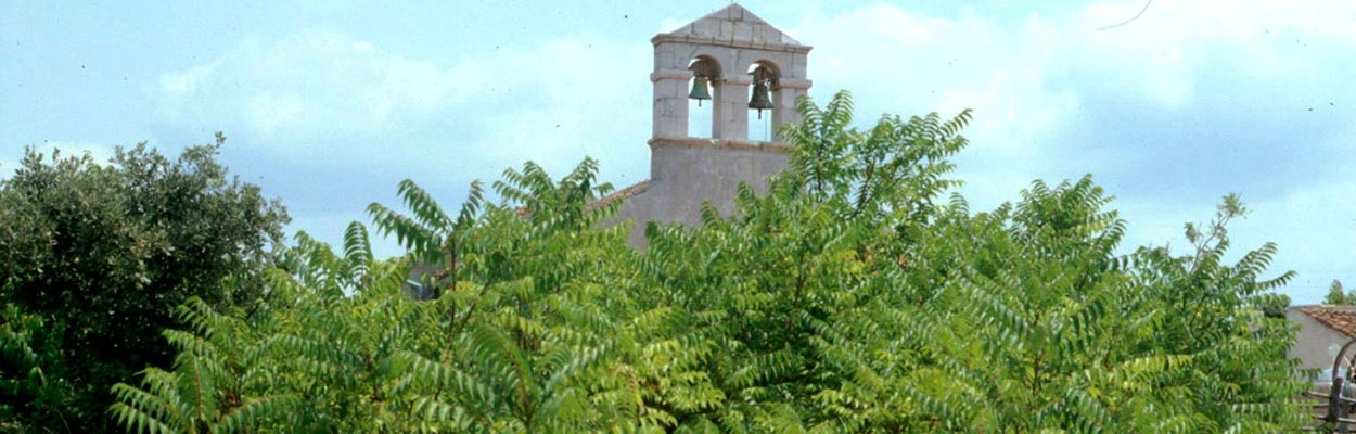 Tree-of-Heaven (Photo: Barbara Tokarska-Guzik, University of Silesia, Bugwood.org)