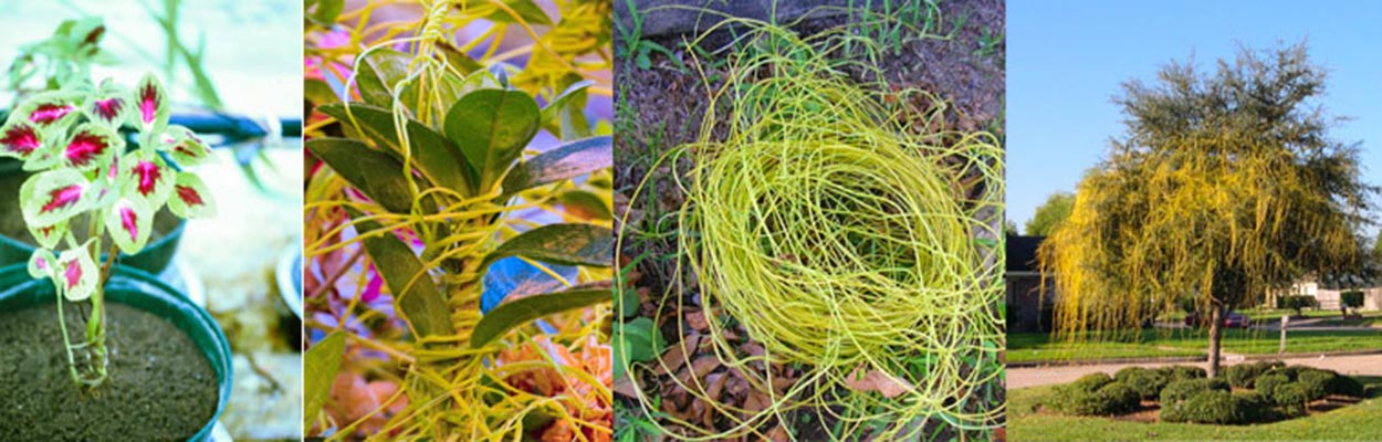 Japanese Dodder (Photos: USDA, BRice, VCordova, KCamilli; Bugwood.org)