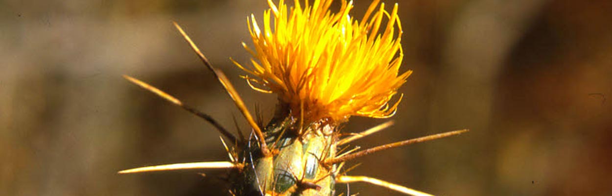 Yellow Starthistle (Photo: CDFA Weed Database)