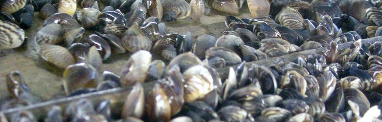 Quagga Mussel (Photo: CA Department of Fish and Game)